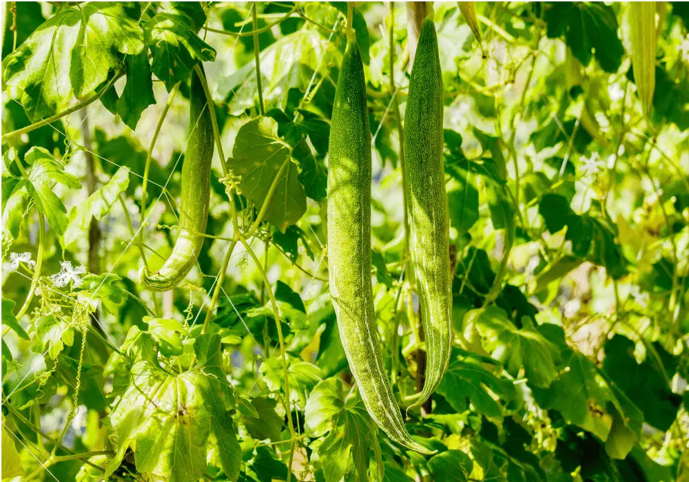 Snake Gourd - Chichinda Farming Schedule Utkarsh