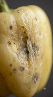 Soft Spongy Texture