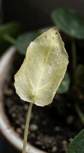 Soil Compaction Stress