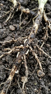 Soil Pest Attack