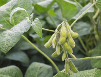 Soybean Crop