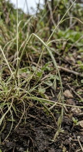 Weak Stem Lodging
