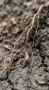 Stunted Root System