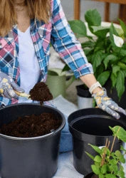 Existing Pot Soil Loosening