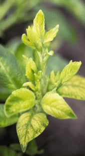 Sulphur Leaf Pale