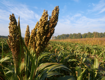 Sweet Sorghum