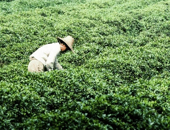 Tea plantations