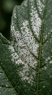 Thrips Damage