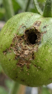 Tomato Fruit Borer