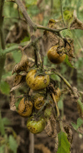 Undersized Fruit Formation