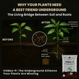 Mycorrhiza with 100 IP/gm, Bio Fertilizers for Healthy Plants, Vigorous Stem Girth, Enhances Nutrient Absorption, Water Uptake & Soil Aeration | VAMoz-P - Utkarsh Agrochem Pvt ltd. 