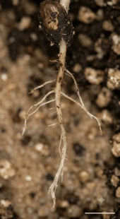 Weak Root Development