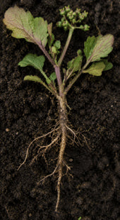 Poor Root Growth