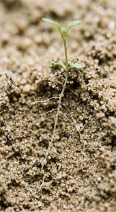 Weak Root Systems