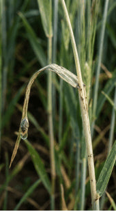 Weak Stems