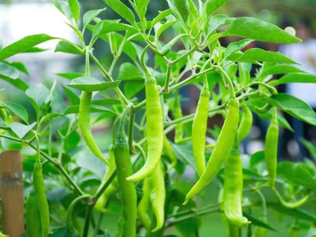 Chilli Farming Schedule Utkarsh - Utkarsh Agrochem Pvt ltd. 