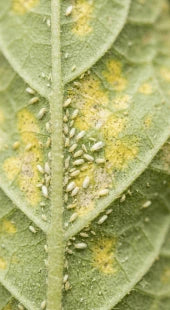 Whitefly Attack