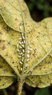 Whitefly Colonization