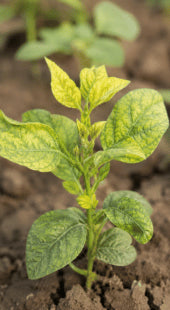 Zinc Deficiency