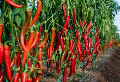 Chili - Utkarsh Agrochem Pvt ltd. 