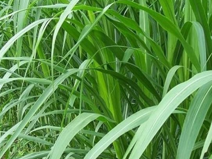 Napier grass