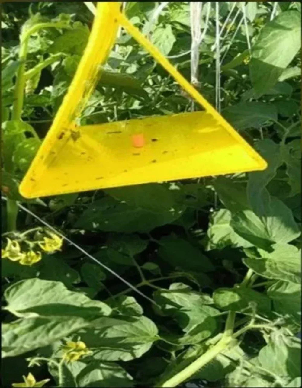 Delta Trap (All Flying Pests) - Utkarsh Agrochem Pvt ltd. 