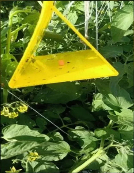 Delta Trap (All Flying Pests) - Utkarsh Agrochem Pvt ltd. 