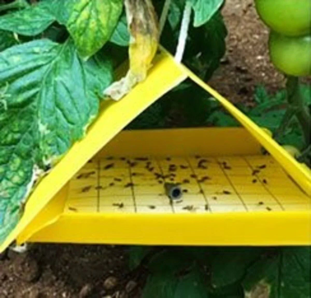 Delta Trap (All Flying Pests) - Utkarsh Agrochem Pvt ltd. 