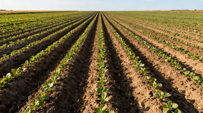 Field Application