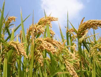 Field Crops