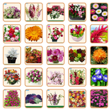 Hybrid Flower Seeds Combo – 50 Varieties | Beautiful Blooming Flowers | All Season Flower Seeds for Home & Garden | Easy to Grow & Low Maintenance | Long Lasting Blooms For Terrace & Balcony