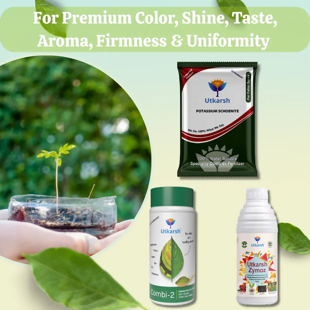 QUALITY BOOSTER COMBO - For Premium Color, Shine, Taste, Aroma, Firmness, Uniformity - Potassium Schoenite (900gm) + Combi-2 (EDTA Micronutrients) (250gm) + Zymoz-L (250ml) - Utkarsh Agrochem Pvt ltd. 