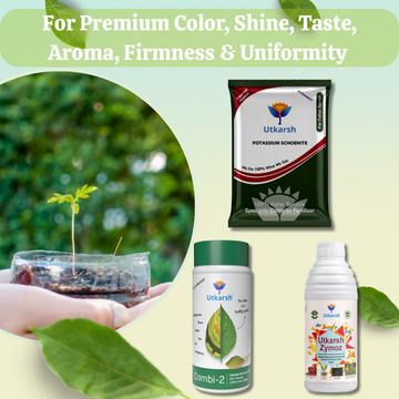 QUALITY BOOSTER COMBO - For Premium Color, Shine, Taste, Aroma, Firmness, Uniformity - Potassium Schoenite (900gm) + Combi-2 (EDTA Micronutrients) (250gm) + Zymoz-L (250ml)