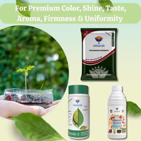 QUALITY BOOSTER COMBO - For Premium Color, Shine, Taste, Aroma, Firmness, Uniformity - Potassium Schoenite (900gm) + Combi-2 (EDTA Micronutrients) (250gm) + Zymoz-L (250ml) - Utkarsh Agrochem Pvt ltd. 