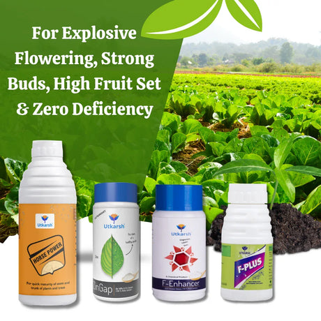 FLOWERING EXCELLENCE COMBO - Explosive Flowering, Strong Buds, High Fruit Set & Zero Deficiency - Horse Power (NPK 10 34 00) (1Ltr) + F-Enhancer (Ca–Mg–B) (250gm) + F-Plus (Amino Acids) (250ml) + ZinGap (Zinc EDTA) (250gm) - Utkarsh Agrochem Pvt ltd. 