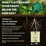 Trichoderma Viride 1.5% W.P.: 2 x 10^6 CFU/gm min. Bio Fungicide for Plants, Crops and Home Gardening - Trichoz-P - Utkarsh Agrochem Pvt ltd. 