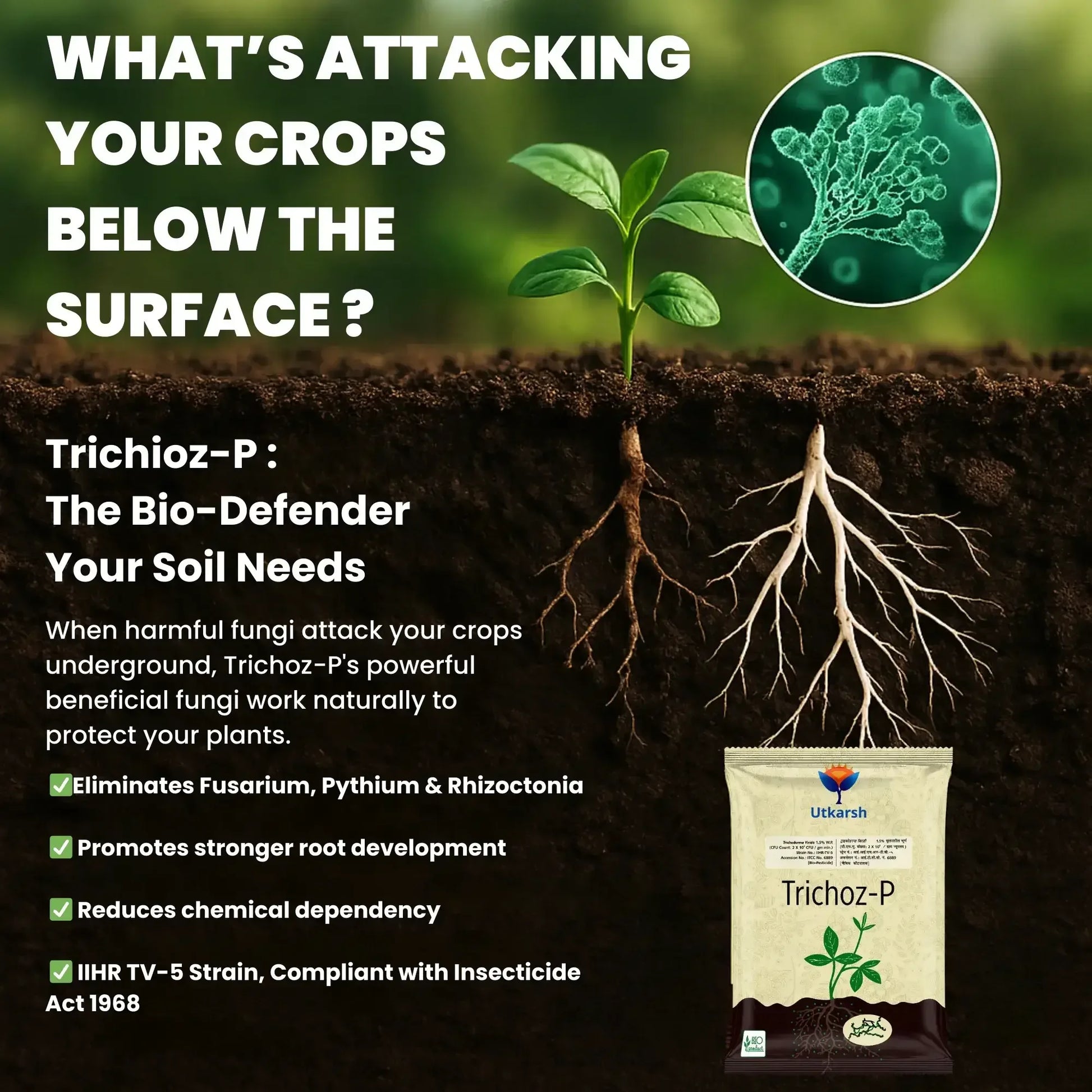 Trichoderma Viride 1.5% W.P.: 2 x 10^6 CFU/gm min. Bio Fungicide for Plants, Crops and Home Gardening - Trichoz-P - Utkarsh Agrochem Pvt ltd. 