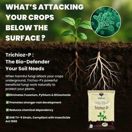 Trichoderma Viride 1.5% W.P.: 2 x 10^6 CFU/gm min. Bio Fungicide for Plants, Crops and Home Gardening - Trichoz-P - Utkarsh Agrochem Pvt ltd. 