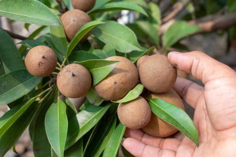 Chickoo (Sapota) Farming Schedule Utkarsh - Utkarsh Agrochem Pvt ltd. 