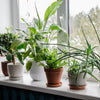 Houseplants