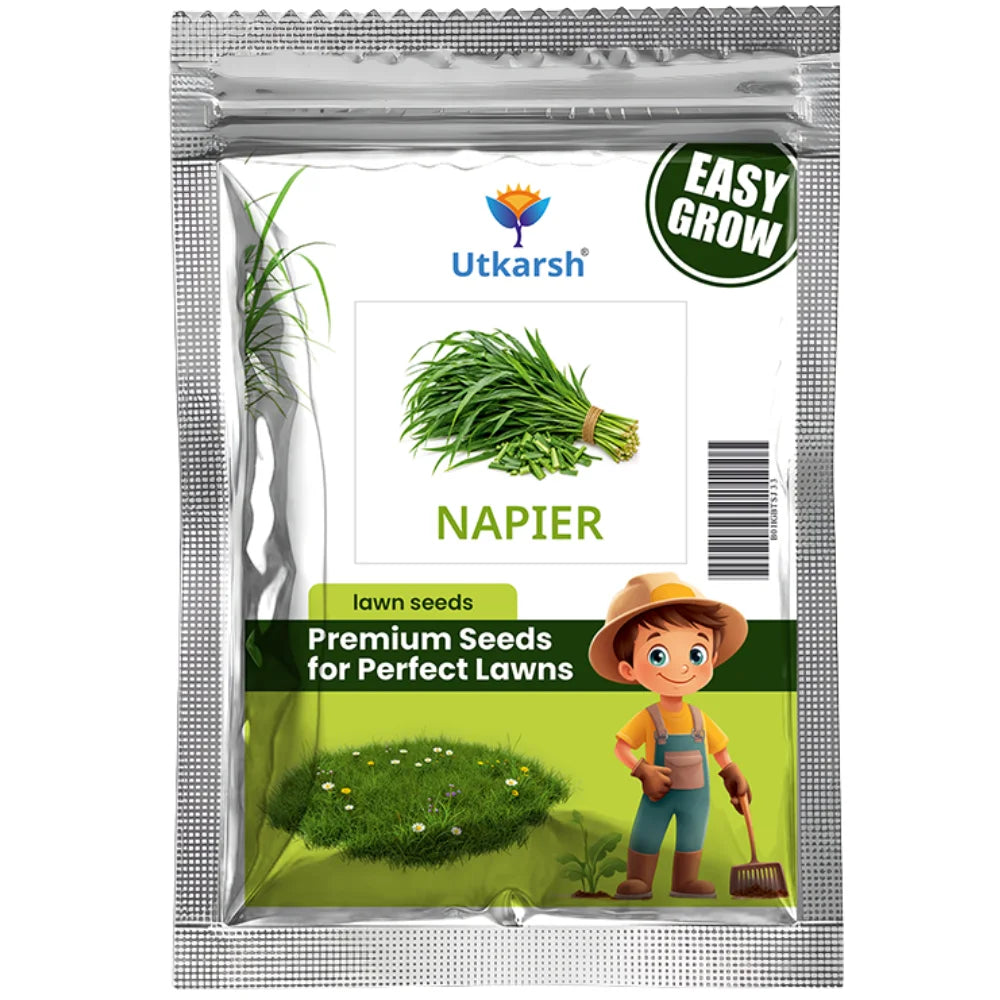Napier Grass Seeds – High-Yield Multi-Cut Fodder Grass for Cow & Goat | 1 Kg Pack | Ideal for Livestock Fodder Farming