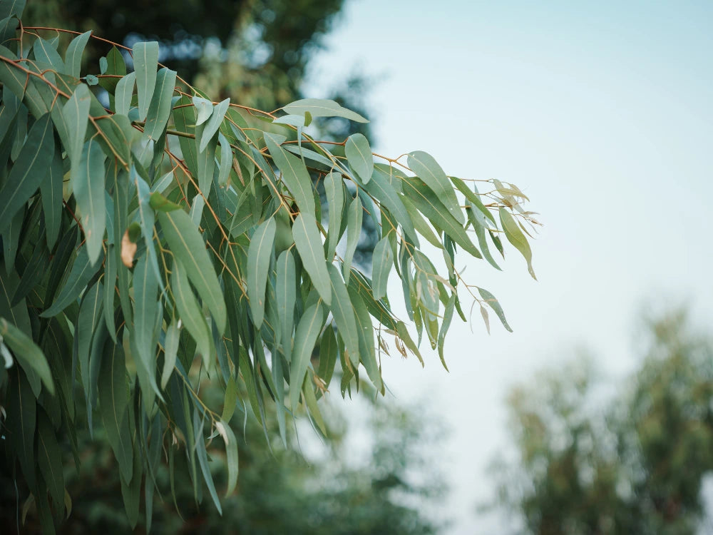 Utkarsh Eucalyptus Nilgiri Farming Schedule