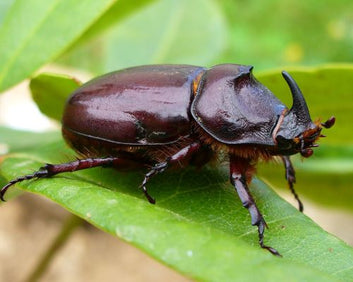 Utkarsh Palm Trap (Red Palm Weevil and Rhino Beetle)
