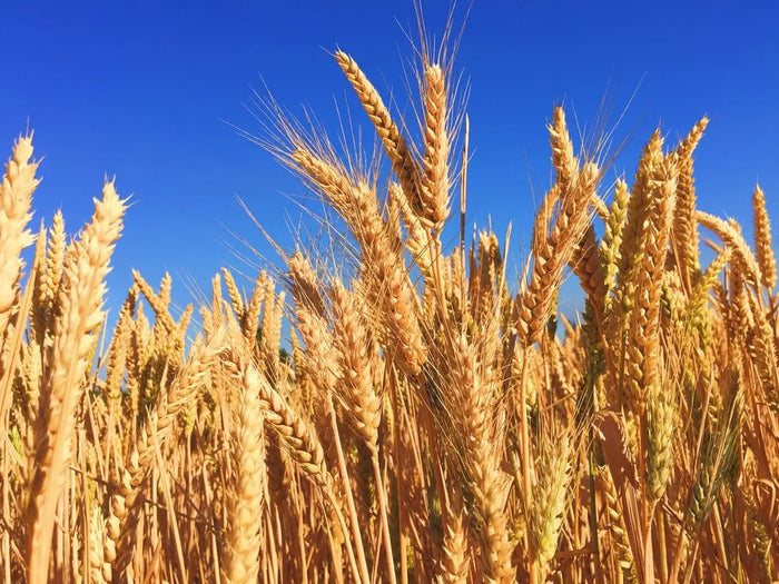 Plantation Crops