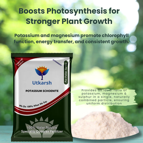 Potassium schoenite fertilizer infographic showing crop benefits
