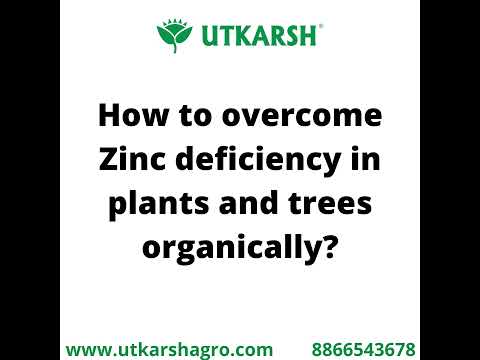 Zinc Solubilizing Microbes, Liquid Bio Fertilizer for Plants Growth, Increases Leaf Size & Promotes Healthy Green Foliage of Plants & Internode Length | Zincoz