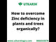 Zinc Solubilizing Microbes, Liquid Bio Fertilizer for Plants Growth, Increases Leaf Size & Promotes Healthy Green Foliage of Plants & Internode Length | Zincoz