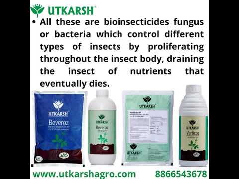 Beauveria Bassiana 1 x 10^8 CFU/ml min. | Western Flower Thrips, Liquid Bio Pesticides for Plants, Home Garden | Beveroz-L