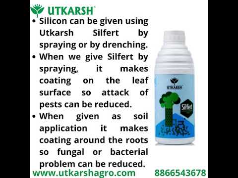 Potash Fortified with Silicon, Enhances Silica Absorption in Plants, Growth Boost for Yields, Vegetables, Improves Fruit Quality & Develops White Root | Silfert