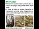 Mycorrhiza with 1200 IP/gm, Bio Fertilizers for Healthy Plants, Vigorous Stem Girth, Enhances Nutrient Absorption, Water Uptake & Soil Aeration | VAMoz-P